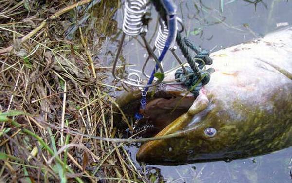 大口鲶鱼是什么鱼?