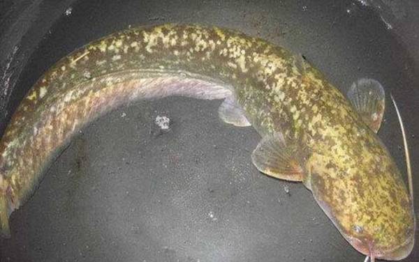 大口鲶鱼是什么鱼?