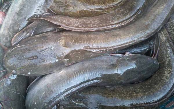 革胡子鲶鱼是什么鱼?