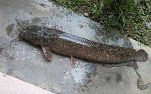 革胡子鲶鱼是什么鱼?