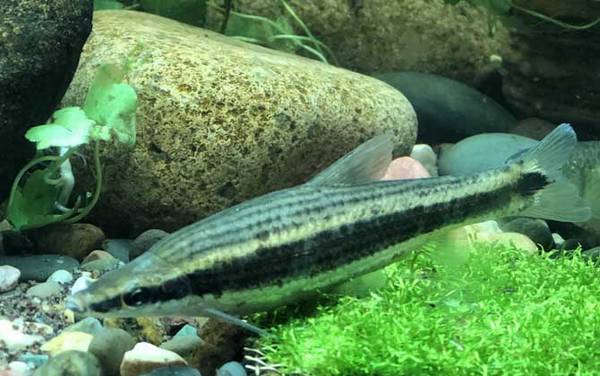 长麦穗鱼是什么鱼?