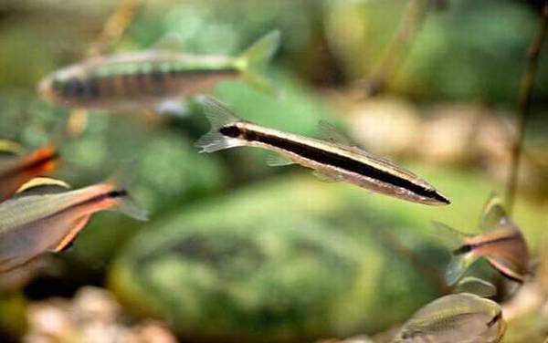 长麦穗鱼是什么鱼?