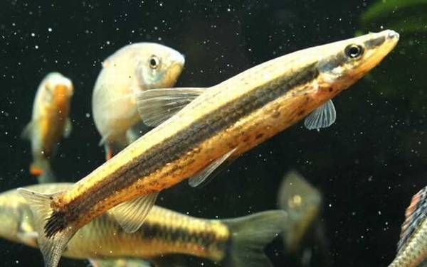 长麦穗鱼是什么鱼?