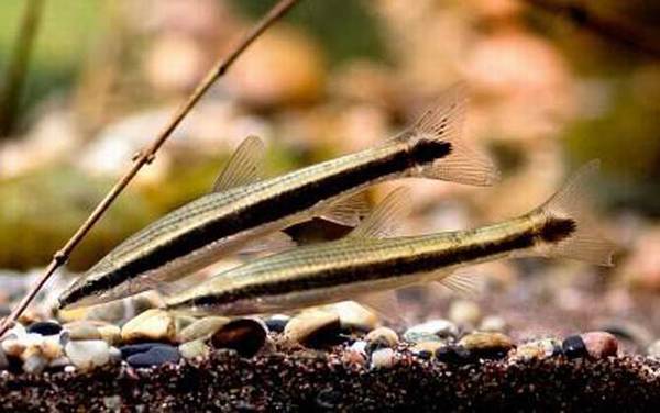 长麦穗鱼是什么鱼?