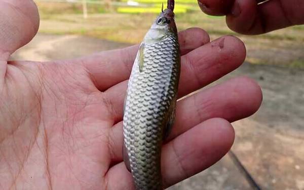 麦穗鱼吃黑壳虾吗?