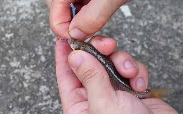 麦穗鱼吃黑壳虾吗?