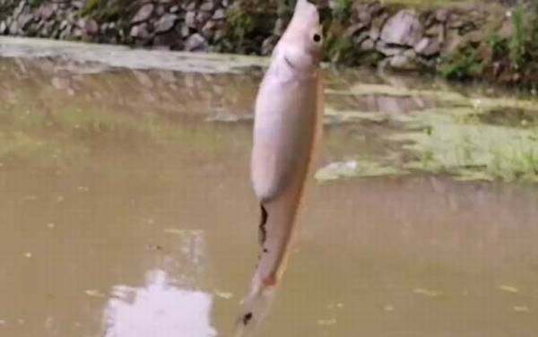 麦穗鱼吃水草吗?