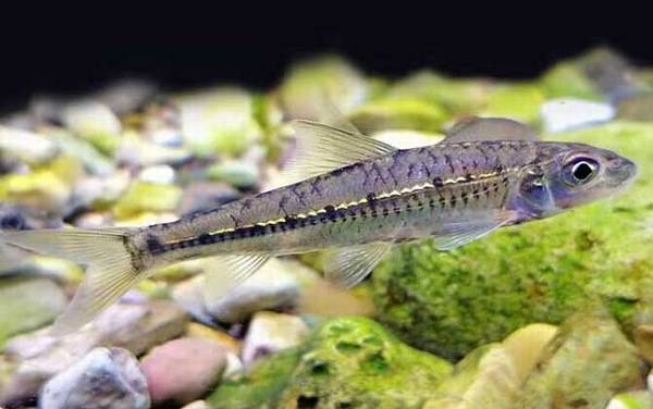 银鮈鱼和麦穗鱼的区别