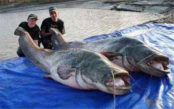 湄公河巨型鲶鱼是什么鱼?