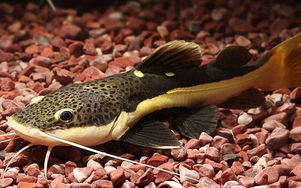 红尾鲶是什么鱼?