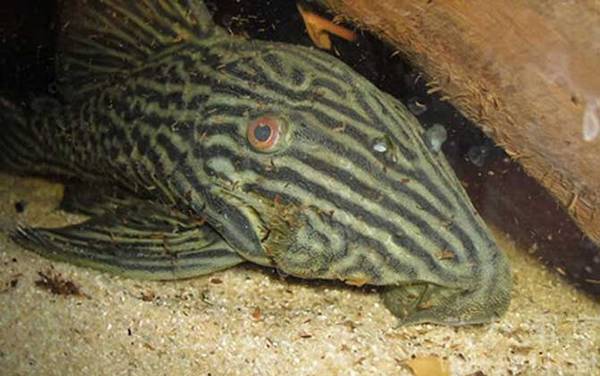 食木甲鲶鱼是什么鱼?