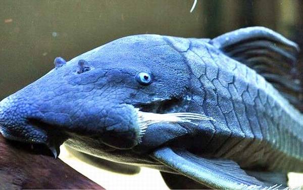 食木甲鲶鱼是什么鱼?