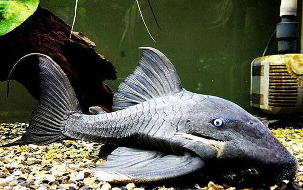 食木甲鲶鱼是什么鱼?