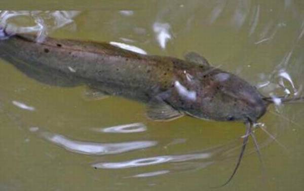 化粪池鲶鱼是什么鱼?