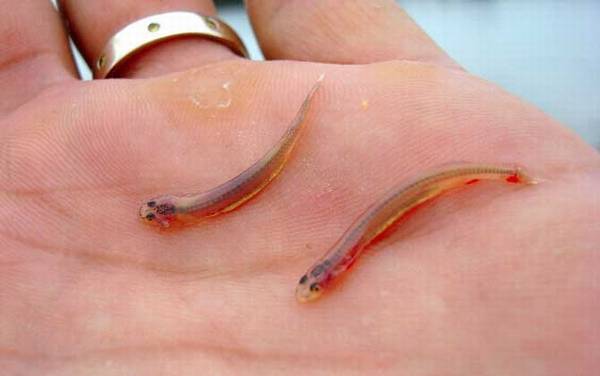 寄生鲶是什么鱼?