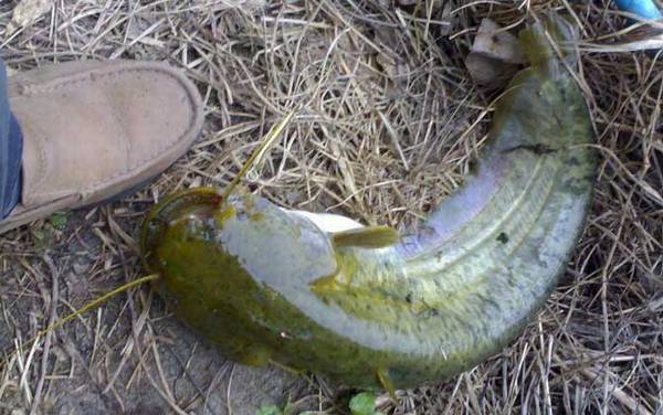 鲶鱼为什么不能吃?