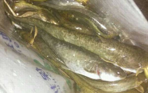 鲶鱼为什么不能吃?