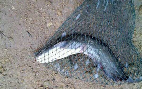 鲶鱼为什么不能吃?