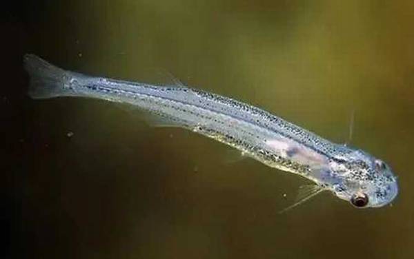 寄生鲶是什么鱼?