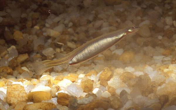 寄生鲶是什么鱼?