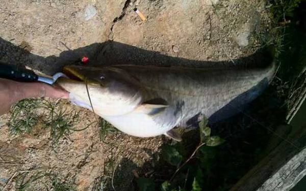 Ϊʲô˵������������㣿