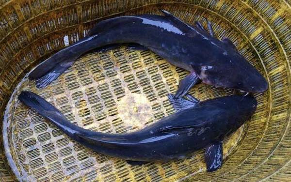 和鲶鱼相似的鱼有哪些?