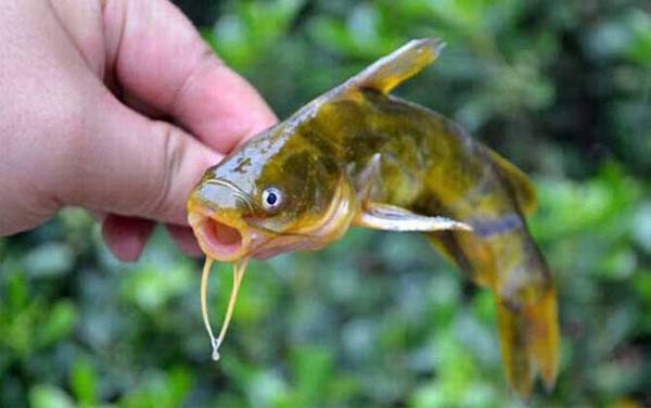 和鲶鱼相似的鱼有哪些?