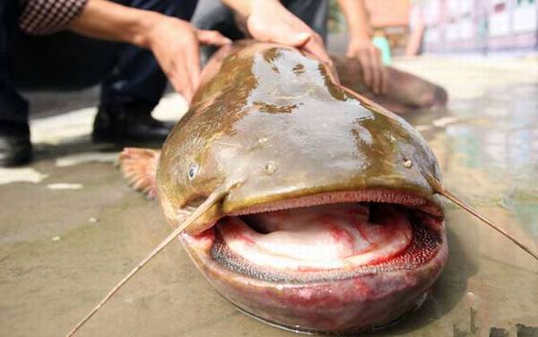 鲶鱼喜欢吃什么东西?