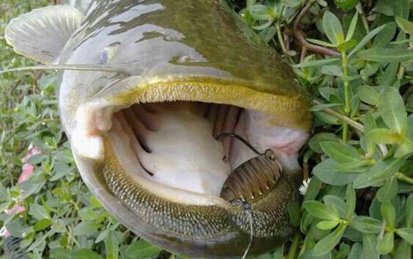 鲶鱼真的很脏不能吃吗?