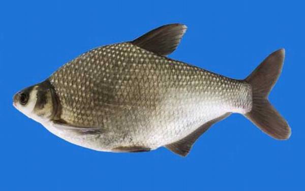鳊鱼的品种及图片大全