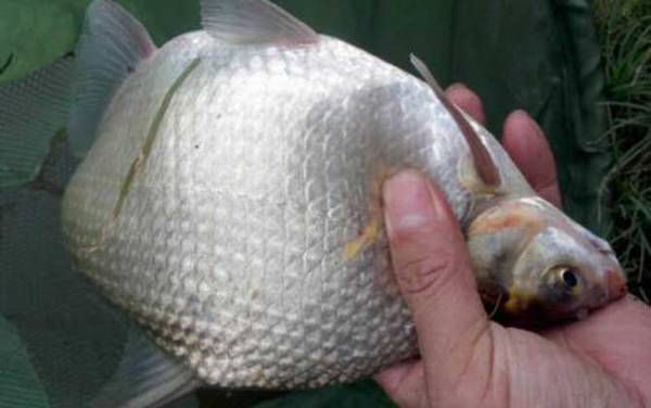 鳊鱼是淡水鱼还是海水鱼?