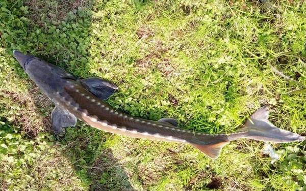 常见淡水鱼类名称及图片大全