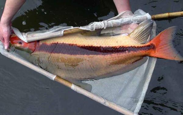 常见淡水鱼类名称及图片大全