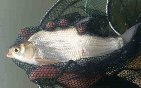 鳊鱼和鲫鱼有什么区别?