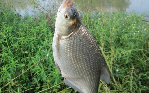 鳊鱼和鲫鱼有什么区别?