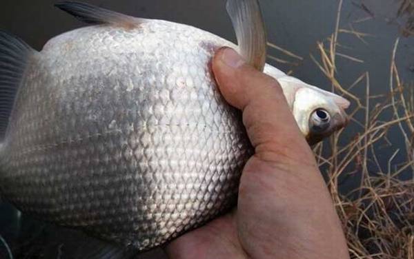 鳊鱼和鲂鱼是一种鱼吗?