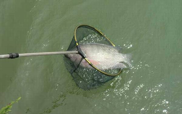 罗非鱼是什么鱼?