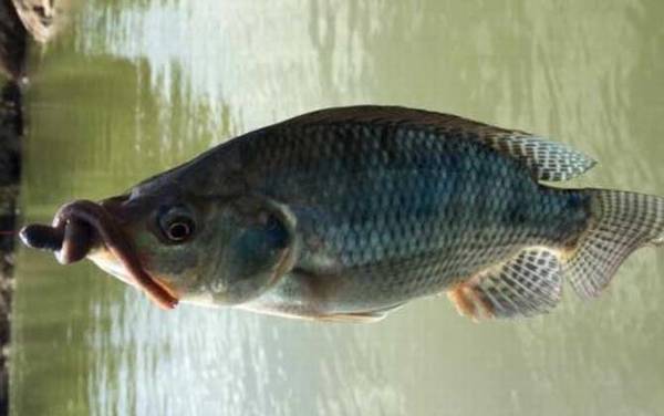 罗非鱼是海鱼还是河鱼?