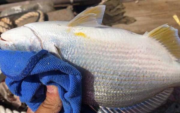 罗非鱼和鲷鱼是一种鱼吗?