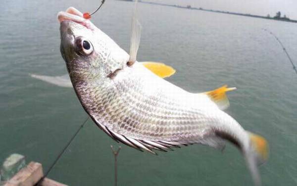 罗非鱼和鲷鱼是一种鱼吗?