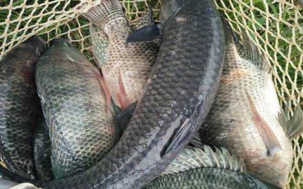罗非鱼和福寿鱼是一种鱼吗?