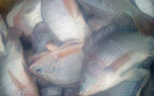 罗非鱼和福寿鱼是一种鱼吗?