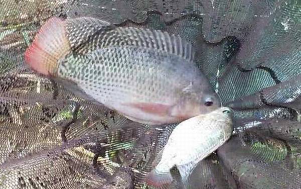 罗非鱼和福寿鱼是一种鱼吗?