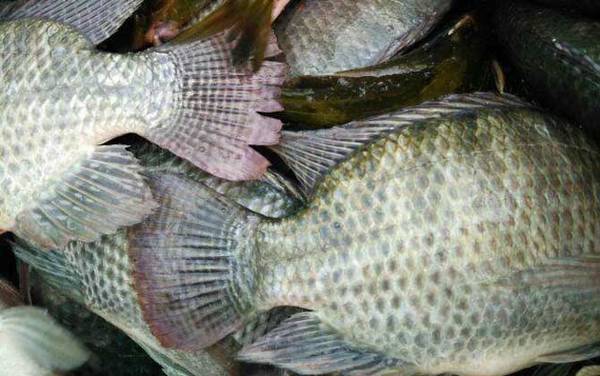 罗非鱼养殖技术及注意事项