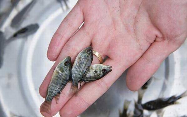 罗非鱼苗多少钱一尾?