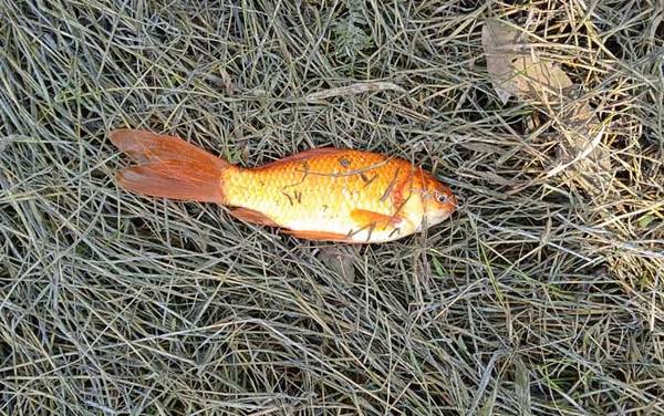 红鲫鱼是什么鱼?