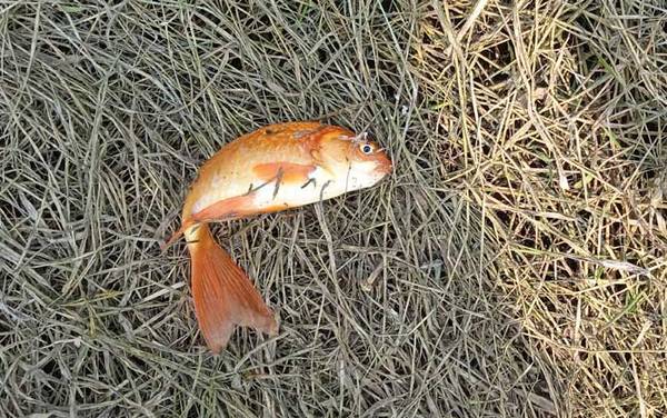 红鲫鱼是什么鱼?