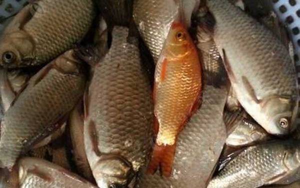 �������ʲô������