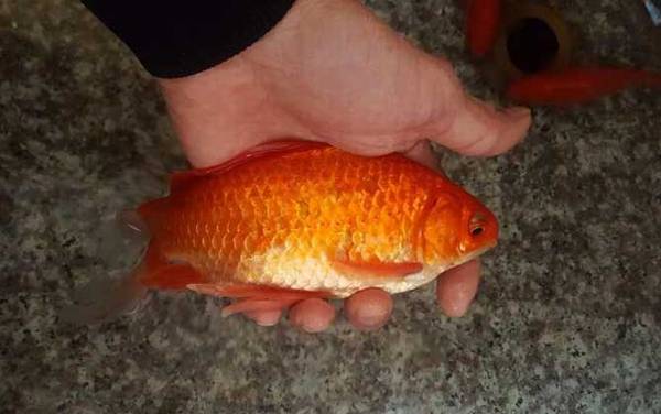 ����������Բ��ѷ�ֳ��