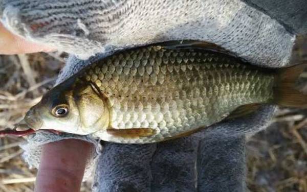 鲫鱼多久才能长大?